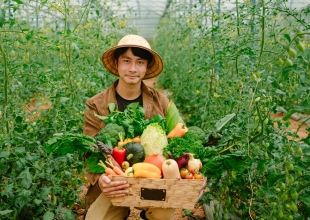 Thu Hoạch tại farm DaLang Đà Lạt