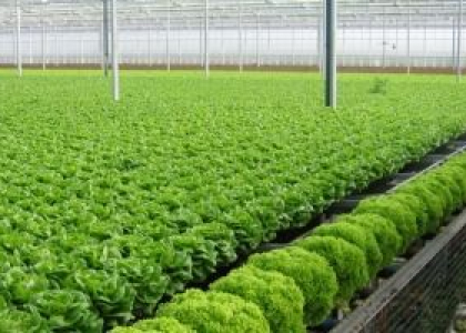 Mua Đặc Sản Đà Lạt Ở Đâu Uy Tín