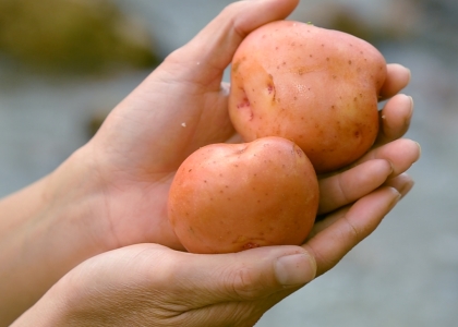 Khoai tây Đà Lạt