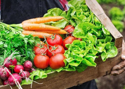 Dalang Farm – Từ Vườn Đến Bàn Ăn, Trọn Vẹn Vị Tươi Sạch