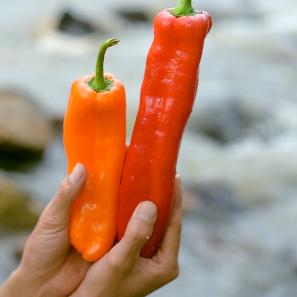 Ớt Sừng