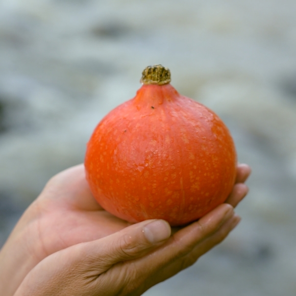 Bí Đỏ Hạt Dẻ